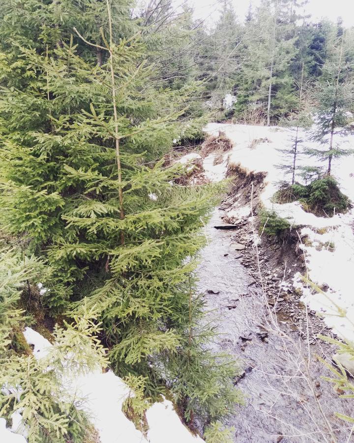 فندق Wooddream فولوفيتس المظهر الخارجي الصورة